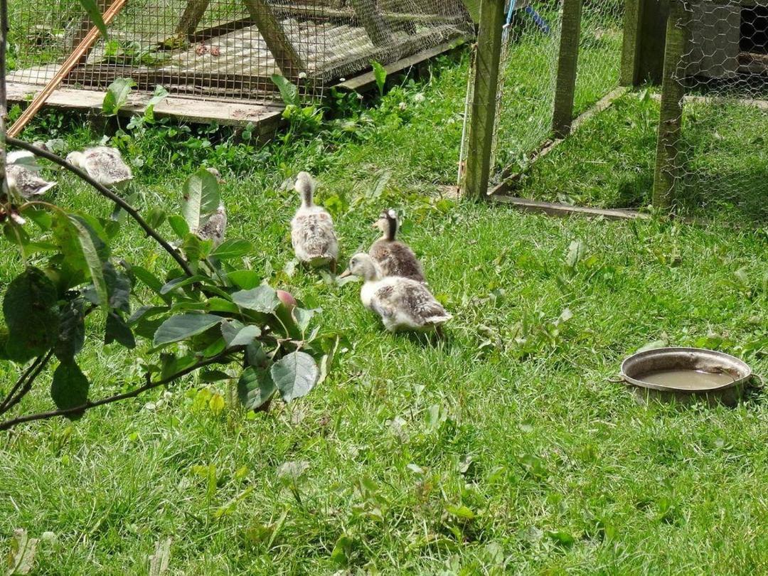 Badger Cottage Mawgan Buitenkant foto